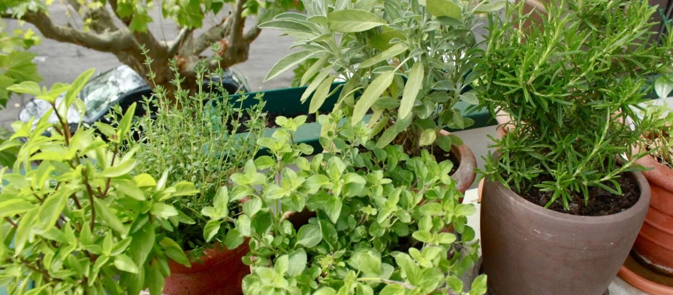 Πάτρα: Γείτονες τσακώθηκαν και πετούσαν γλάστρες ο ένας στον άλλον